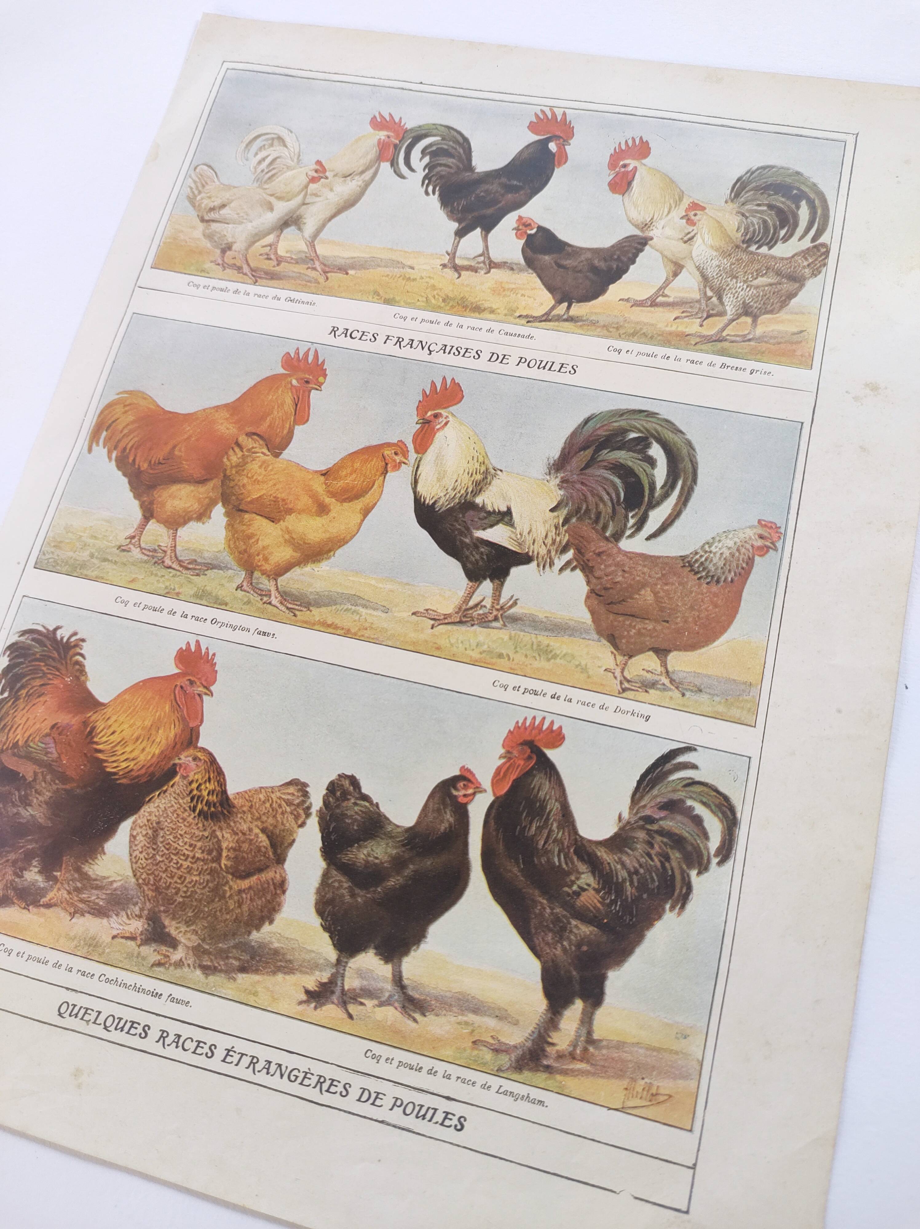 Planche zoologique par A.Millot • Poules et coqs (2) • Gravure ancienne originale de 1920