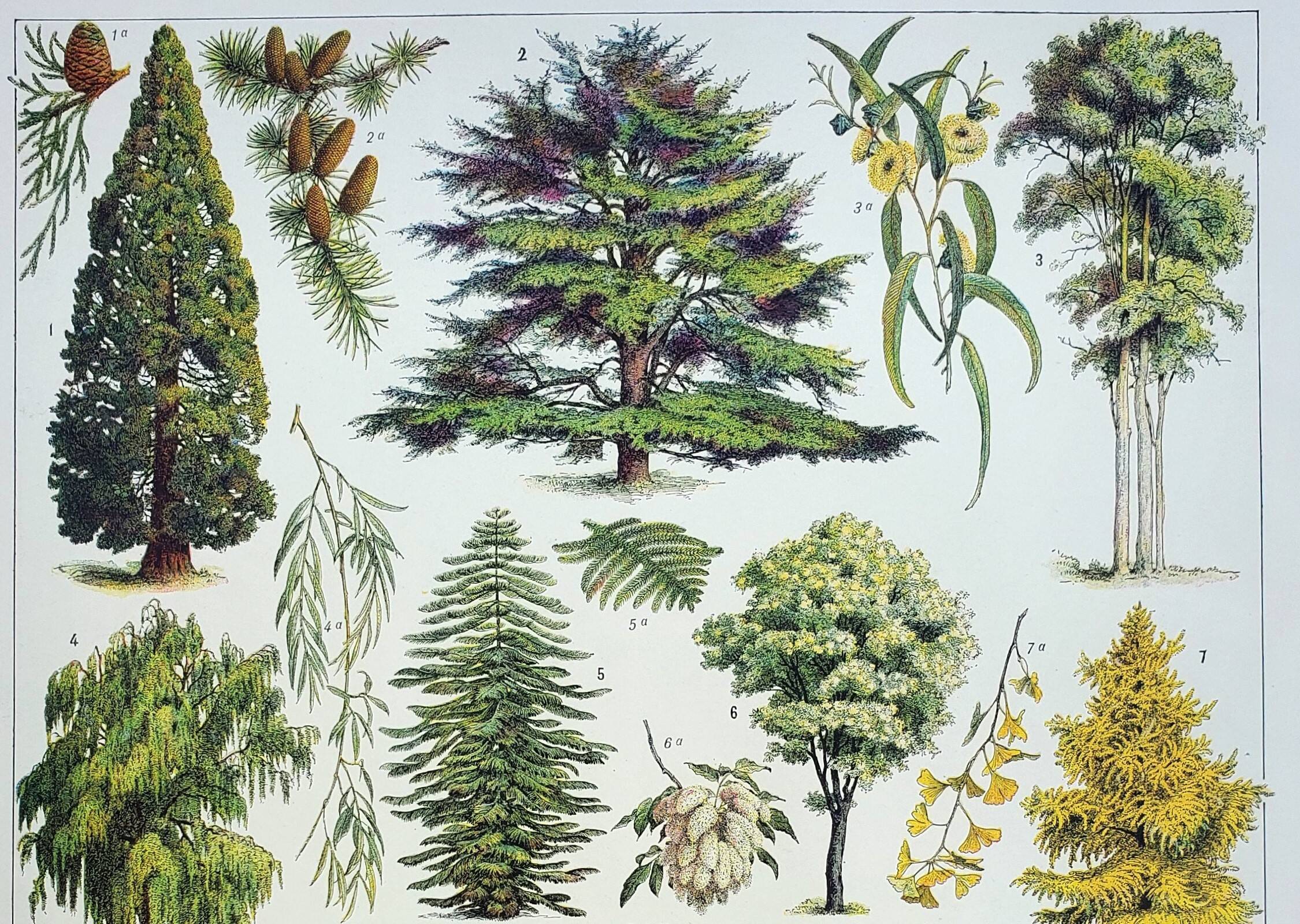 Old engraving 1928, Gardens 1, ornamental trees, plants • Lithograph, Original plate