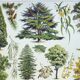 Old engraving 1928, Gardens 1, ornamental trees, plants • Lithograph, Original plate