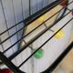 Vintage wall coat holder with 4 coloured balls, mirror and shelf