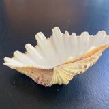 Empty shell stoup pocket