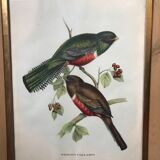 Set of 2 ornithological lithographs