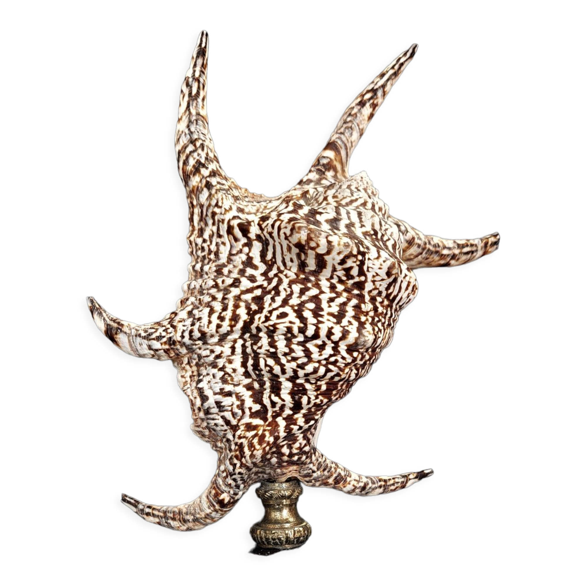 Cabinet of Curiosities shell harpago chiragra on base