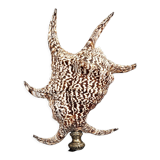 Cabinet of Curiosities shell harpago chiragra on base