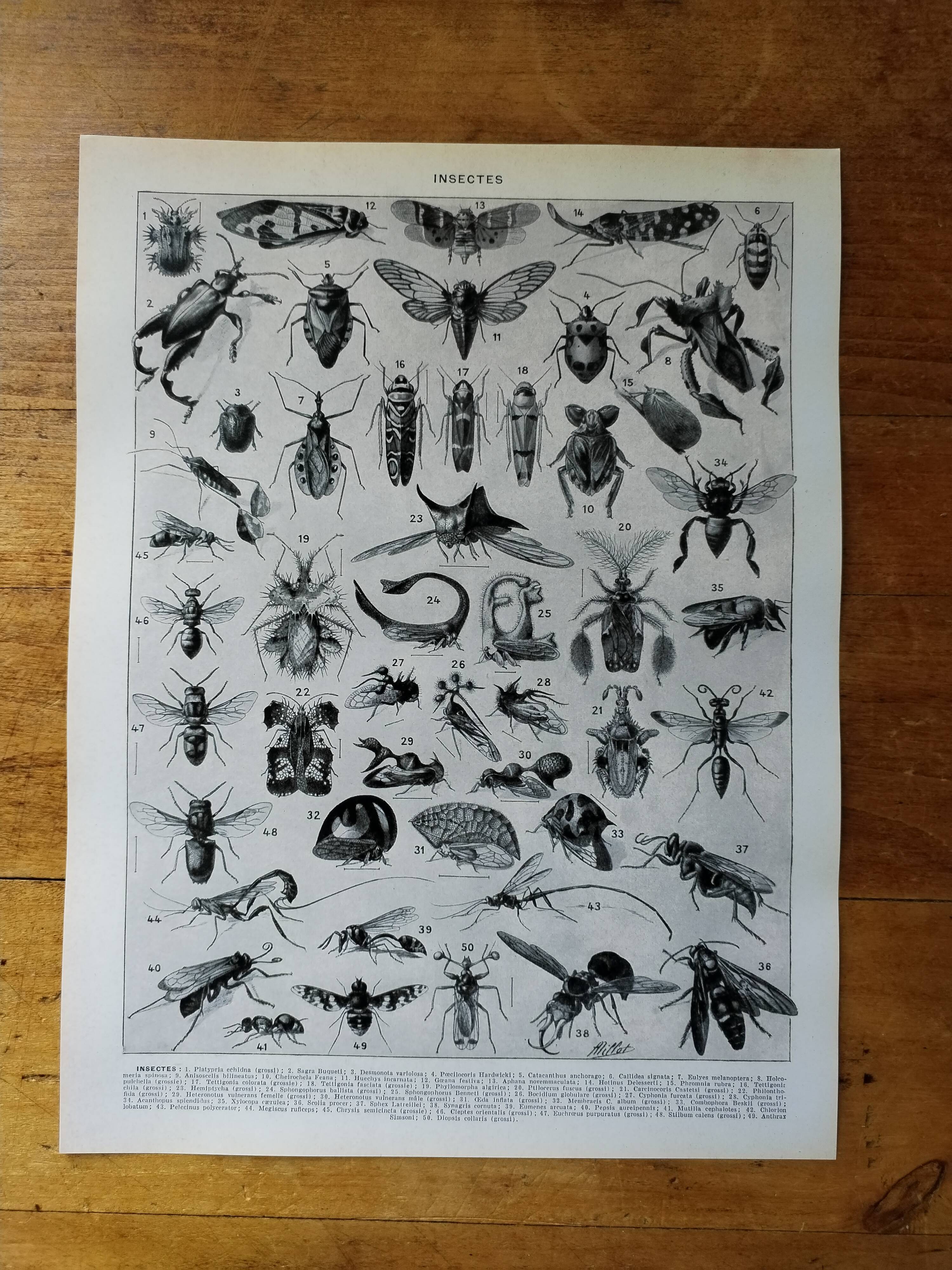 Page 1 of 12 Original lithograph on insects