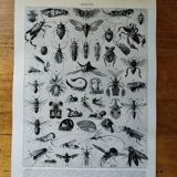 Page 1 of 12 Original lithograph on insects