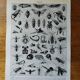 Page 1 of 12 Original lithograph on insects