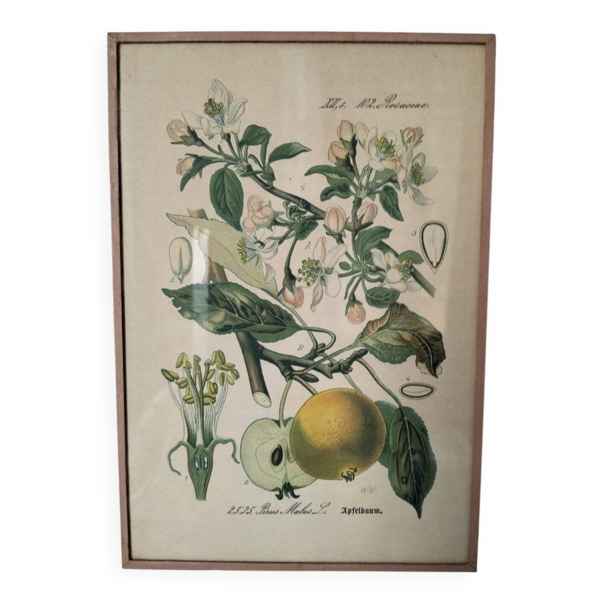 Botanical framework apple tree