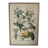 Botanical framework apple tree