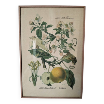 Botanical framework apple tree