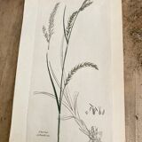 Trio of botanical plates, Ed London 1809