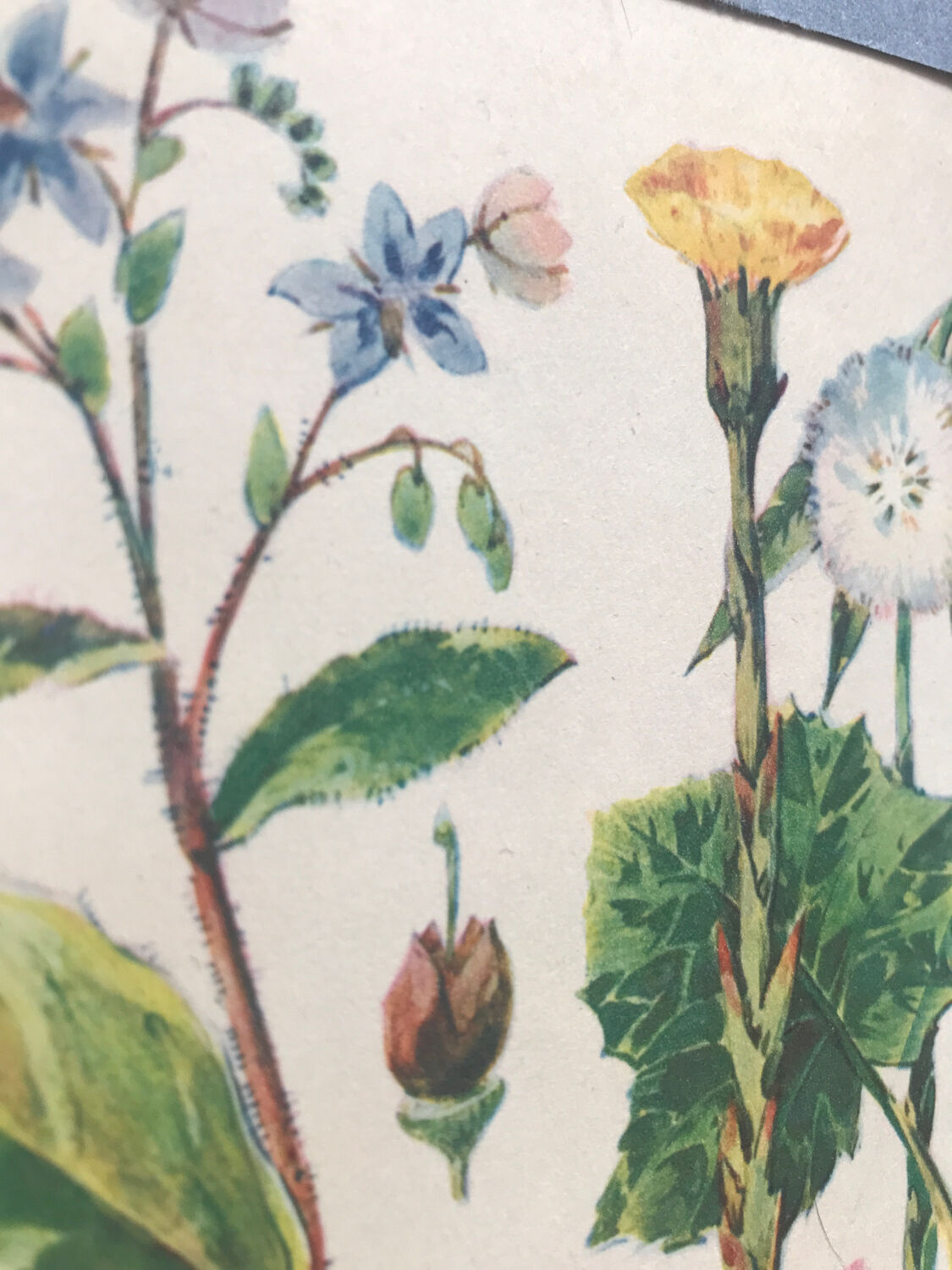 Original vintage VII botanical board