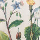 Planche botanique VII vintage originale
