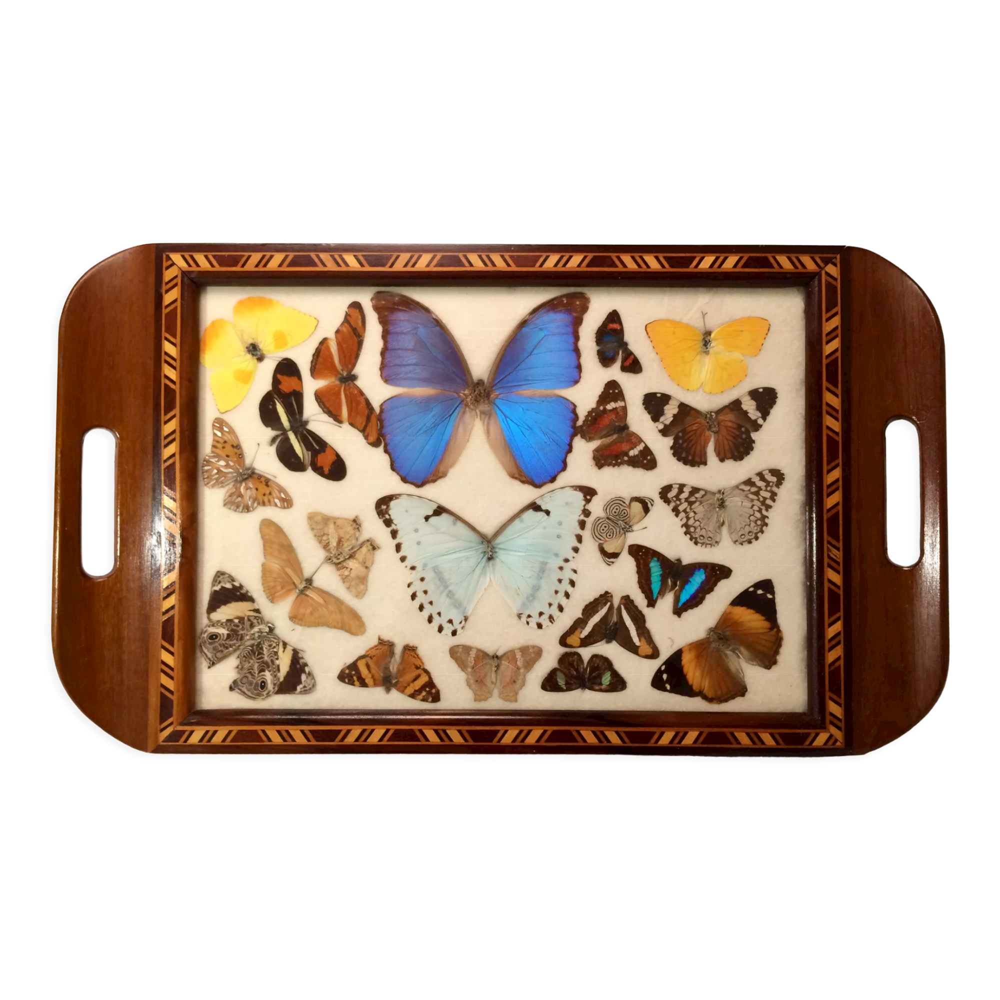 Real butterfly tray, 1940s