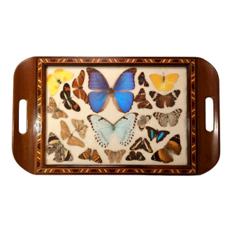 Real butterfly tray, 1940s
