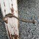 antique coat rack with 4 cast iron hooks