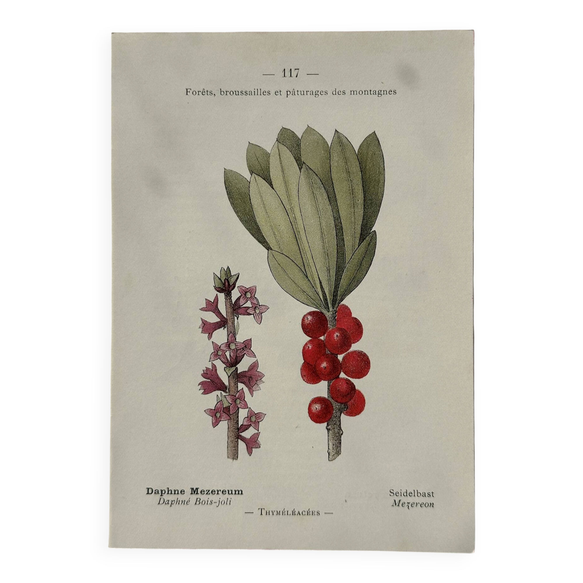Botanical Plate 1800 Old Naturalist Engraving 19th Century Double-Sided