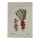 Botanical Plate 1800 Old Naturalist Engraving 19th Century Double-Sided