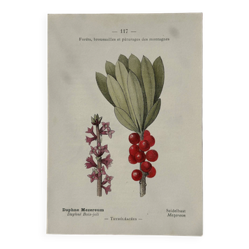 Botanical Plate 1800 Old Naturalist Engraving 19th Century Double-Sided