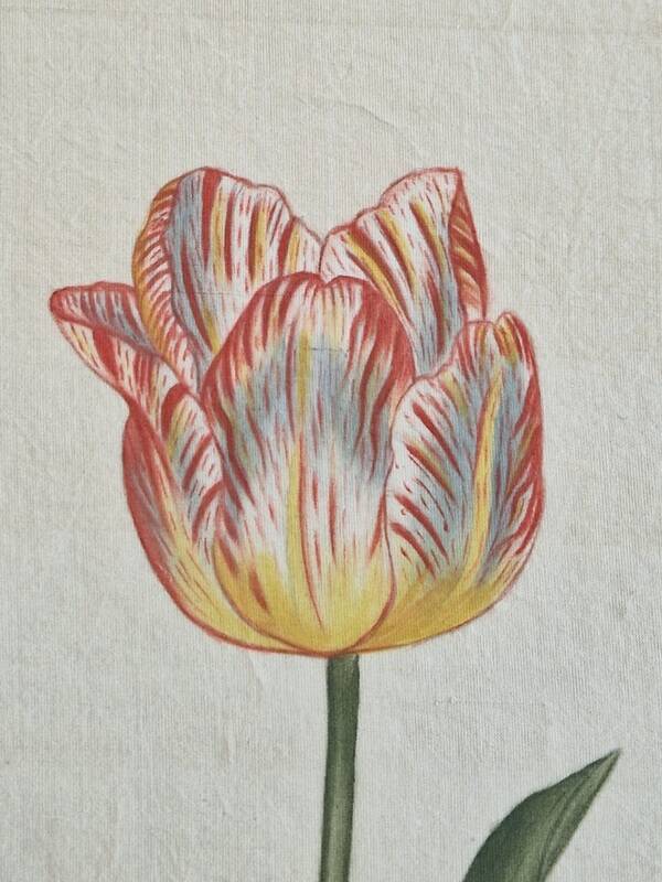 La Roche Laffitte (Born in 1943) - Watercolour drawing on silk - Tulip