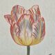 La Roche Laffitte (Born in 1943) - Watercolour drawing on silk - Tulip