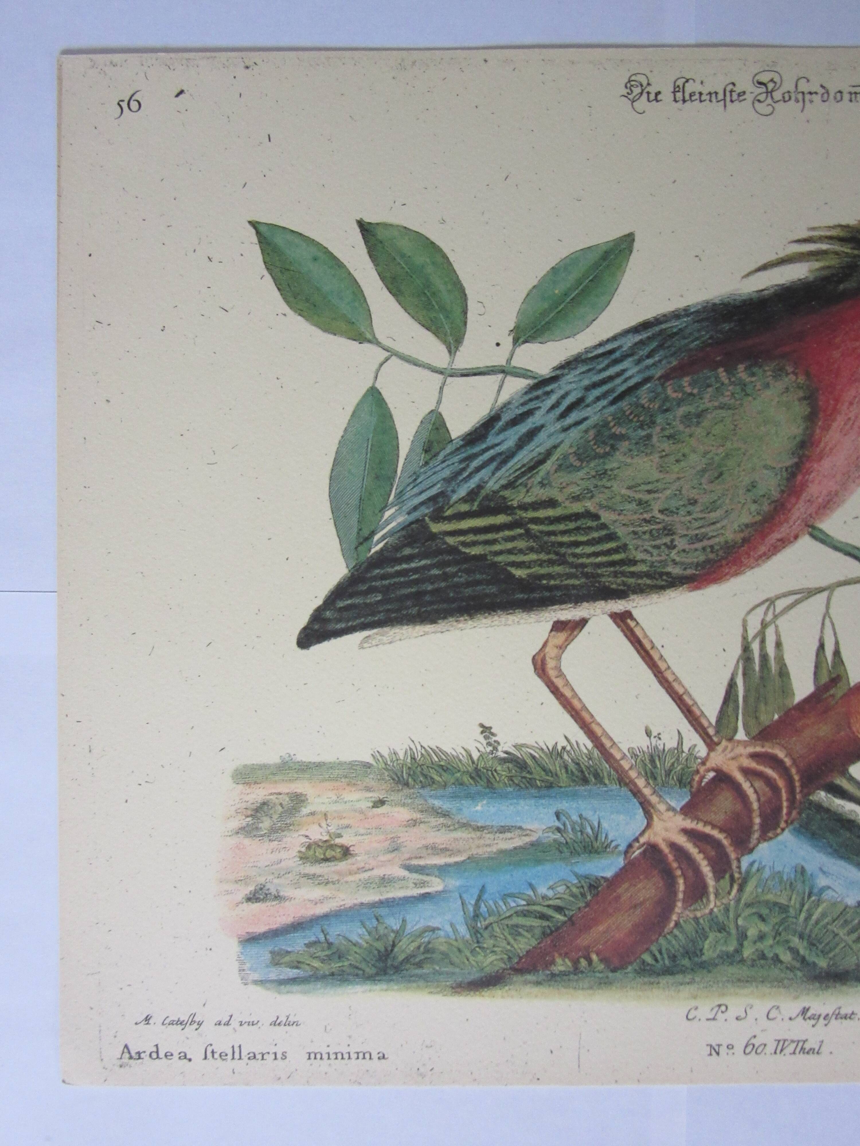 Engraving bird, little bittern, repro Catesby/Seligmann