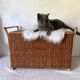 Vintage rattan cane bench chest