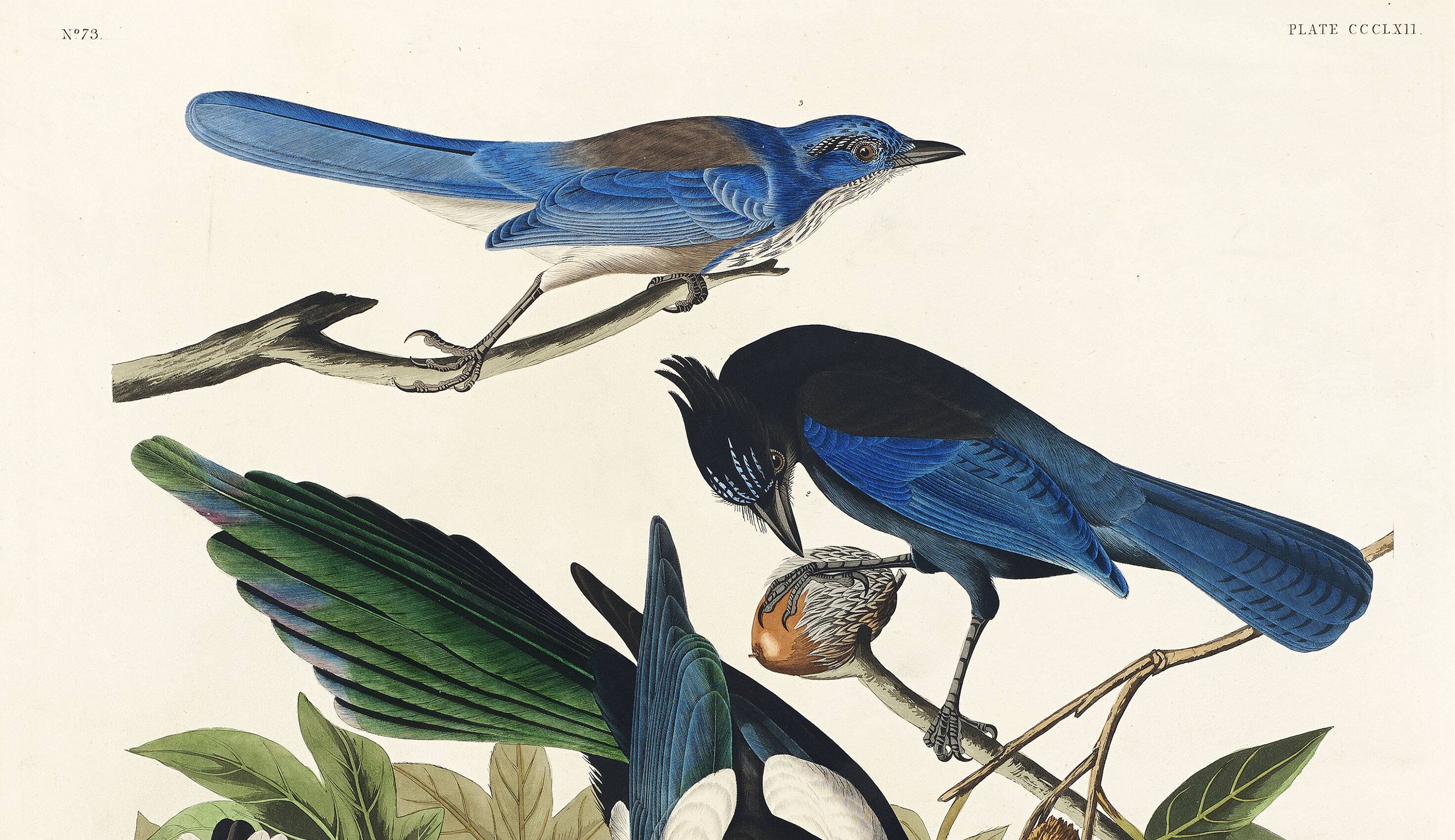 Poster about jays and magpies, based on an old engraving from 1827.
