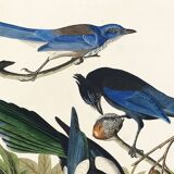 Poster about jays and magpies, based on an old engraving from 1827.