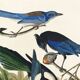 Poster about jays and magpies, based on an old engraving from 1827.