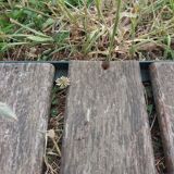 Swing carrycot to restore