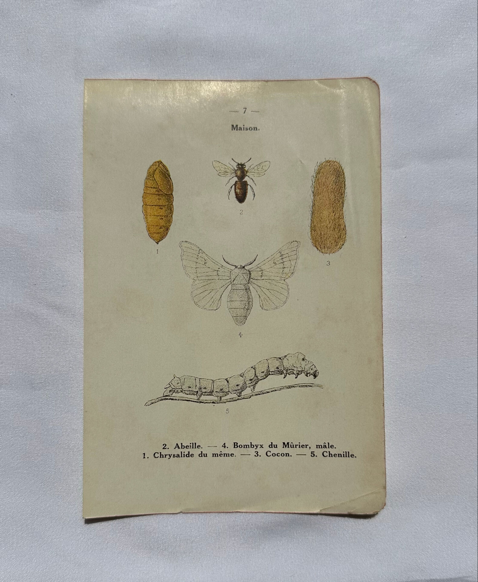 Affiche botanique gravure papillon naturaliste 19eme double face