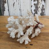 Real coral of the 70s