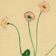 Old illustration 1948 - Daisy by H. Strache - Meadow flower