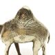Golden brass camel