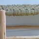 Lemon tree wood bench and braided palm leaf