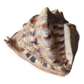Shell decoration