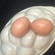 Egg terrine