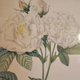 Redouté white rose pj frame