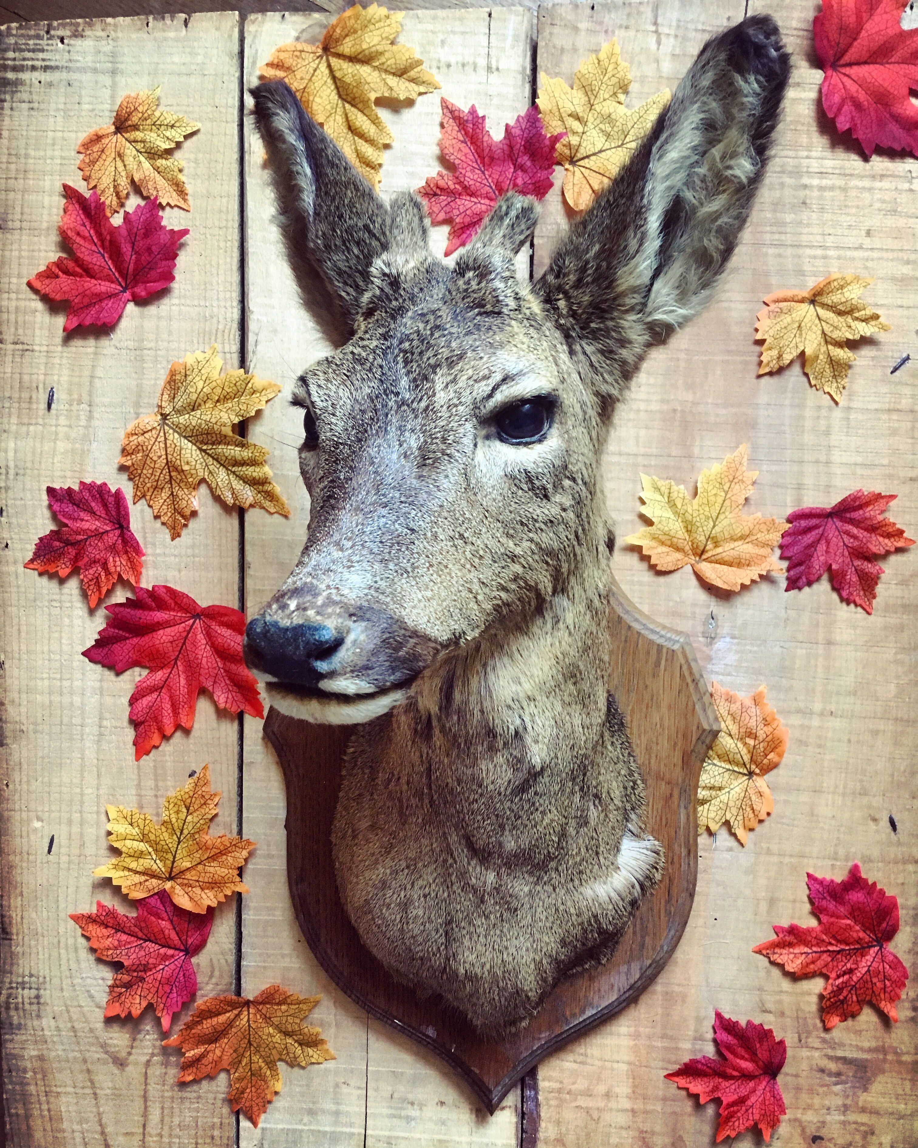 Taxidermy. Young deer. Hunting trophy. 1960's. Decoration cottage, cabin, country house. Curiosity cabinet
