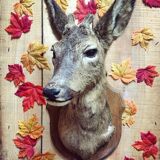 Taxidermy. Young deer. Hunting trophy. 1960's. Decoration cottage, cabin, country house. Curiosity cabinet