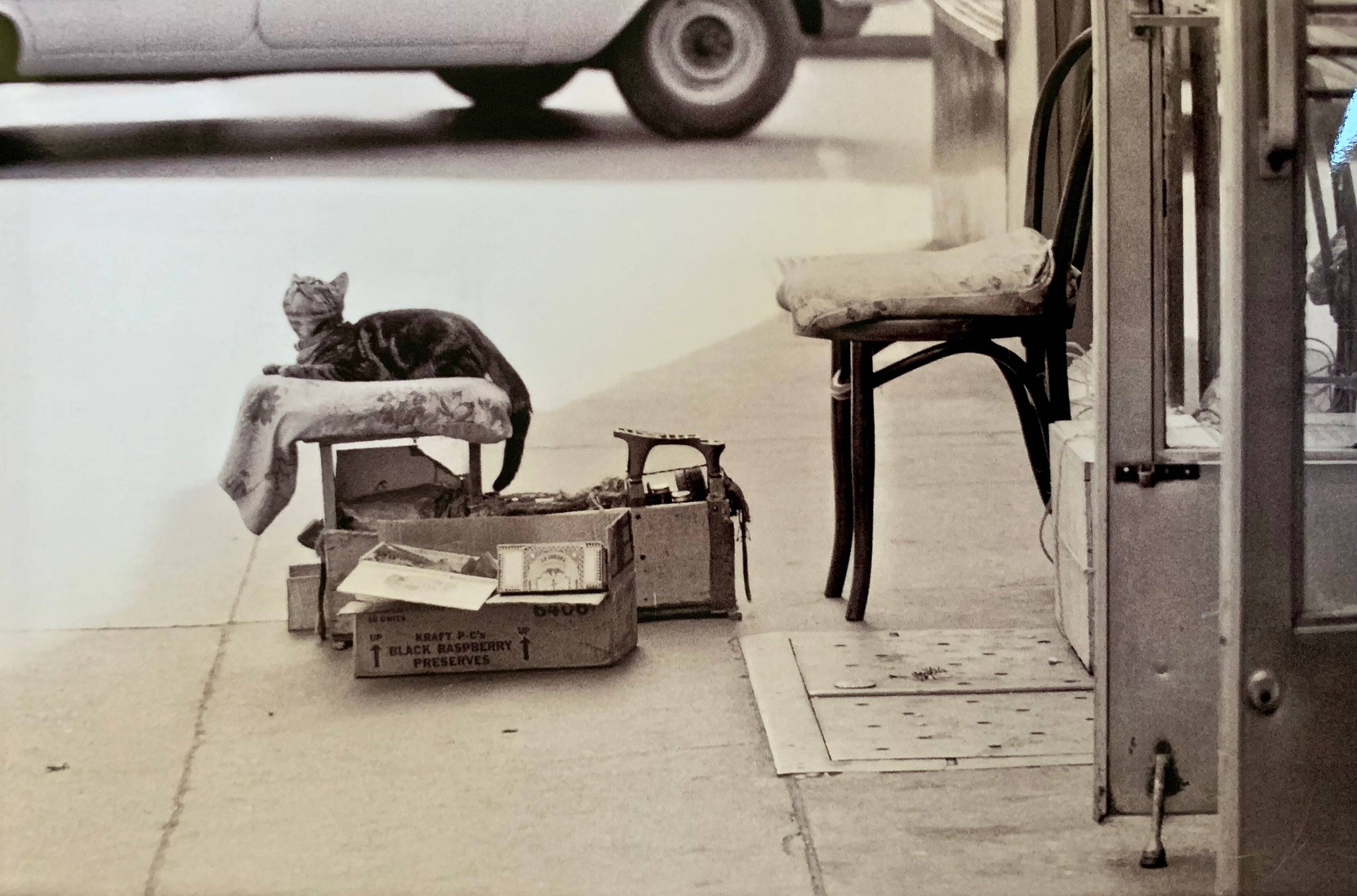 Photo of New York, Cat with rolling eyes in front of a shoe shine, 1960