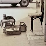 Photo of New York, Cat with rolling eyes in front of a shoe shine, 1960