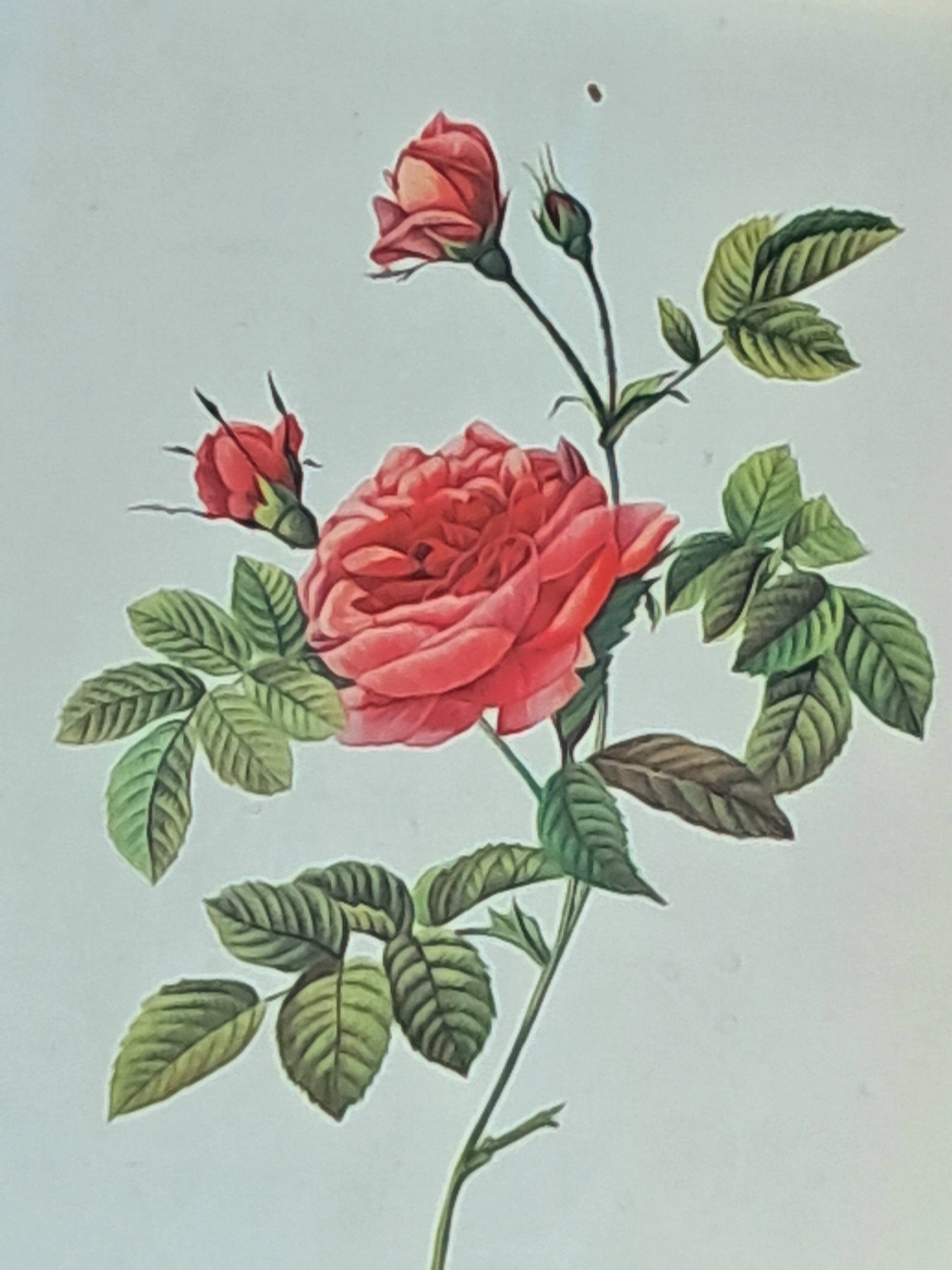 Redouté pink painting