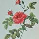 Redouté pink painting