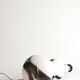 Sculptural Art Glass Murano Style Table Lamps, Black & White, 1960s, Set of 2