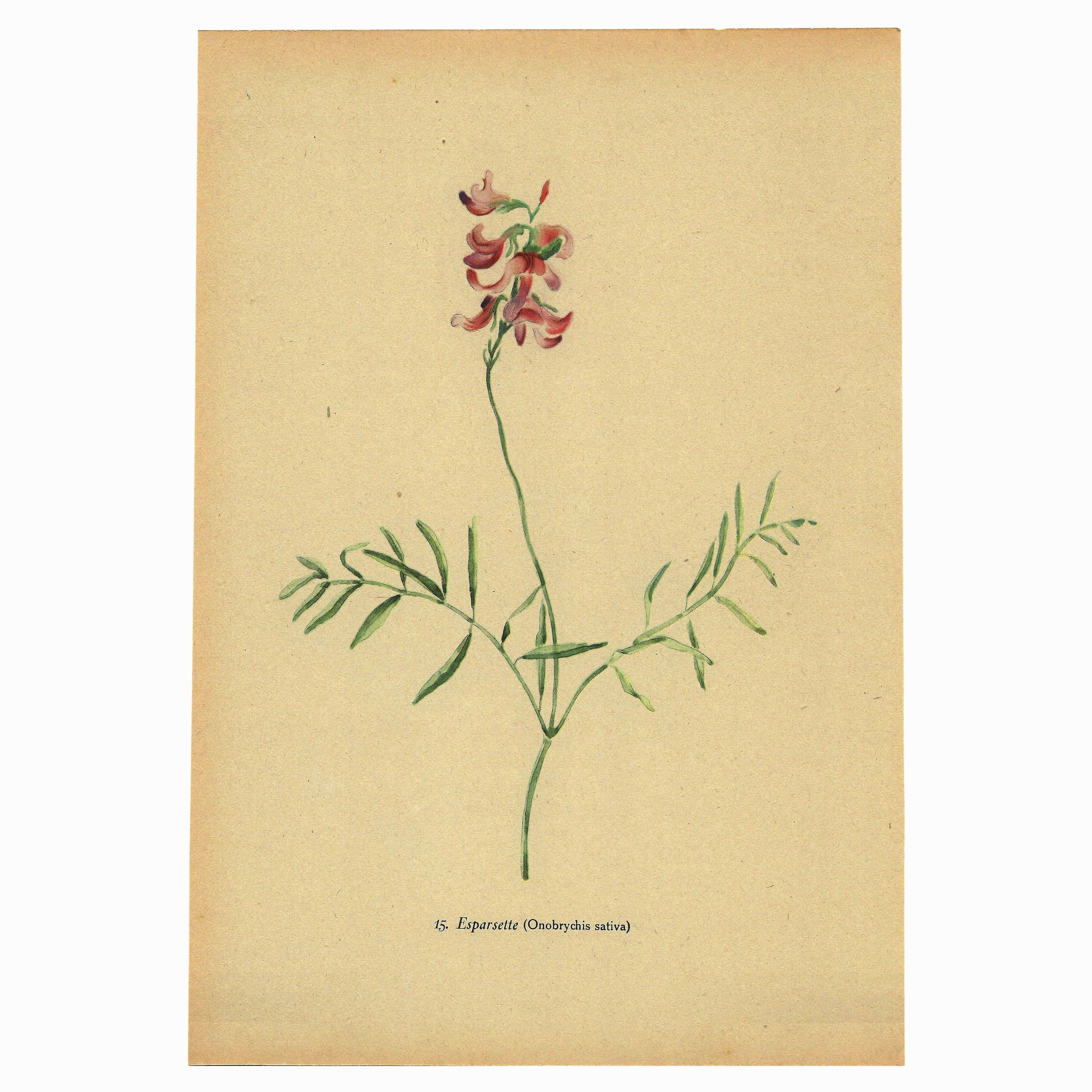 Illustration ancienne de 1948 de fleurs des prés par H.Strache - Esparcette