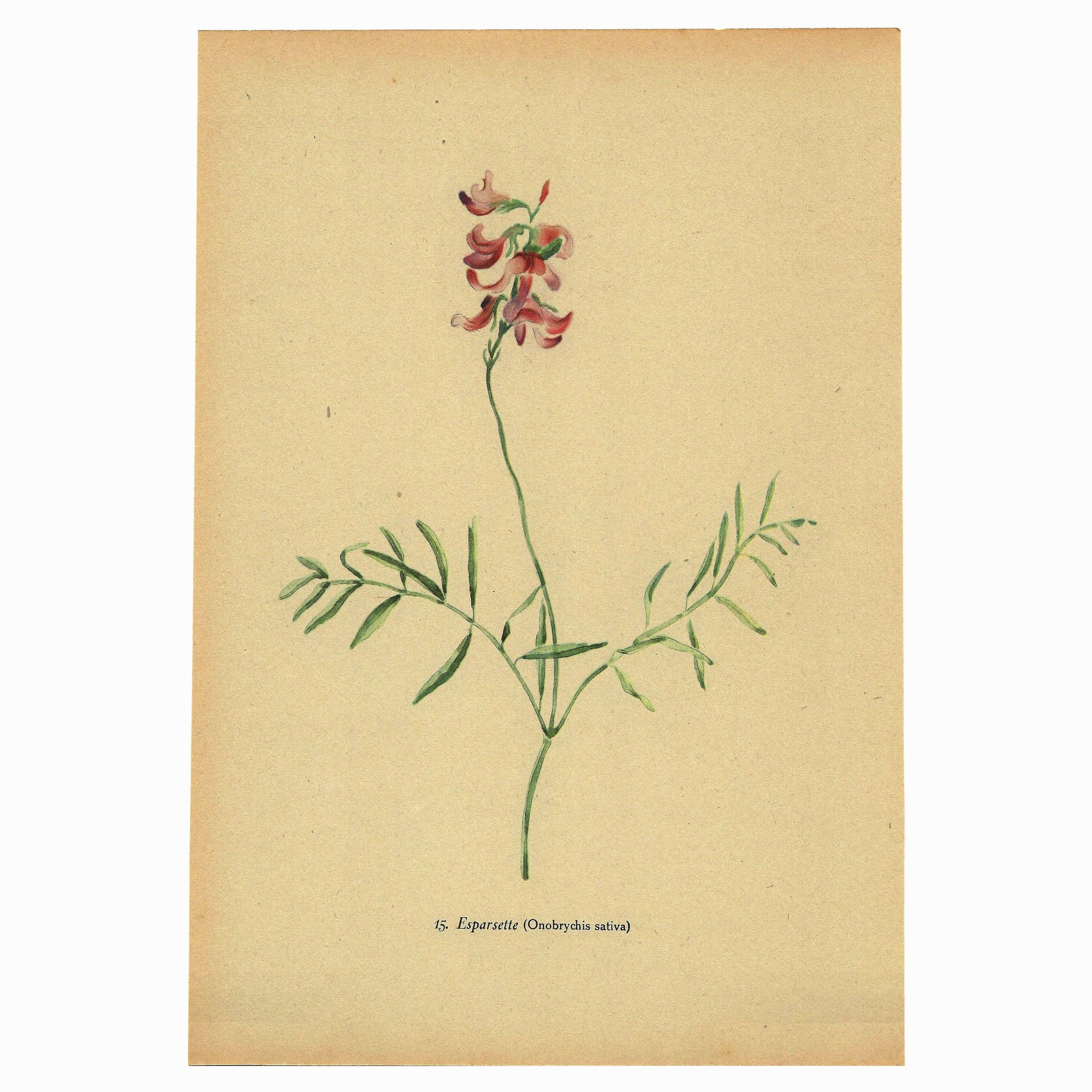 Illustration ancienne de 1948 de fleurs des prés par H.Strache - Esparcette