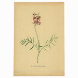 Illustration ancienne de 1948 de fleurs des prés par H.Strache - Esparcette