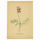 Illustration ancienne de 1948 de fleurs des prés par H.Strache - Esparcette